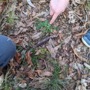 Acaena (genus) at Watson, ACT - 16 Jul 2022