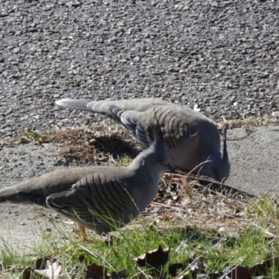 Ocyphaps lophotes (Crested Pigeon) at McKellar, ACT - 7 Jul 2022 by Amata