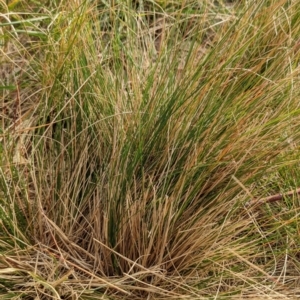 Austrostipa scabra at Watson, ACT - 16 Jul 2022