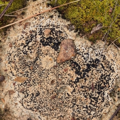 Lichen - crustose at Watson, ACT - 15 Jul 2022 by AniseStar