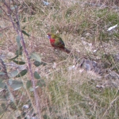 Platycercus elegans (Crimson Rosella) at West Wodonga, VIC - 16 Jul 2022 by Darcy