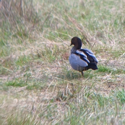 Chenonetta jubata (Australian Wood Duck) at West Wodonga, VIC - 16 Jul 2022 by Darcy