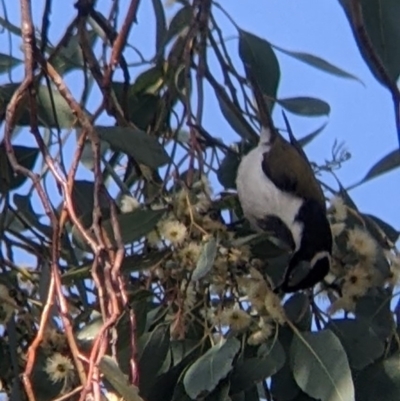 Entomyzon cyanotis (Blue-faced Honeyeater) at West Wodonga, VIC - 16 Jul 2022 by Darcy