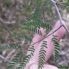 Gleditsia triacanthos (Honey Locust, Thorny Locust) at Thurgoona, NSW - 16 Jul 2022 by Darcy