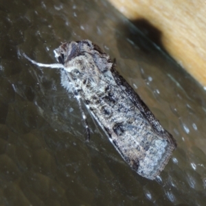 Agrotis porphyricollis at Conder, ACT - 16 Feb 2022