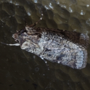 Agrotis porphyricollis at Conder, ACT - 16 Feb 2022 09:16 PM