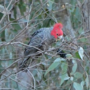 Callocephalon fimbriatum at Jerrabomberra, NSW - 17 Jul 2022