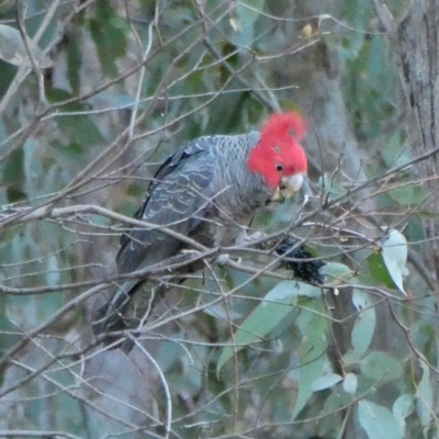 Callocephalon fimbriatum (Gang-gang Cockatoo) at Jerrabomberra, NSW - 17 Jul 2022 by Wandiyali