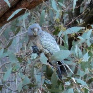 Callocephalon fimbriatum at Jerrabomberra, NSW - 17 Jul 2022