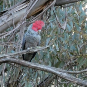 Callocephalon fimbriatum at Jerrabomberra, NSW - 17 Jul 2022