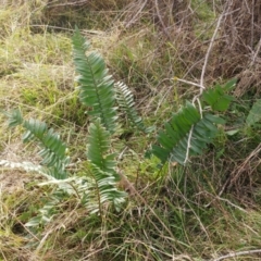 Pellaea falcata (Sickle Fern) at Hawker, ACT - 17 Jul 2022 by sangio7