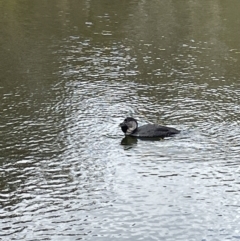 Biziura lobata (Musk Duck) at Paddys River, ACT - 17 Jul 2022 by Mavis