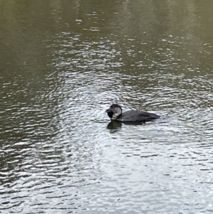 Biziura lobata at Paddys River, ACT - 17 Jul 2022