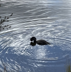 Biziura lobata at Paddys River, ACT - 17 Jul 2022