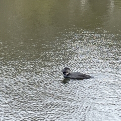 Biziura lobata at Paddys River, ACT - 17 Jul 2022