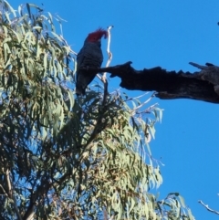 Callocephalon fimbriatum (Gang-gang Cockatoo) at Rob Roy Range - 8 Jul 2022 by jhotchin