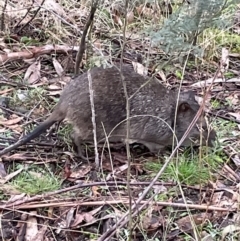 Potorous tridactylus (Long-nosed Potoroo) at Paddys River, ACT - 17 Jul 2022 by Mavis