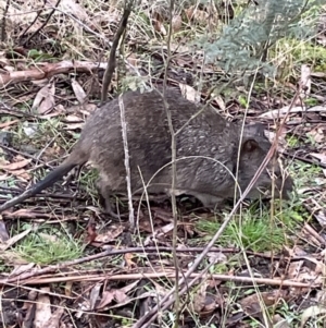 Potorous tridactylus at Paddys River, ACT - 17 Jul 2022 02:01 PM