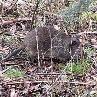 Potorous tridactylus (Long-nosed Potoroo) at Paddys River, ACT - 17 Jul 2022 by Mavis