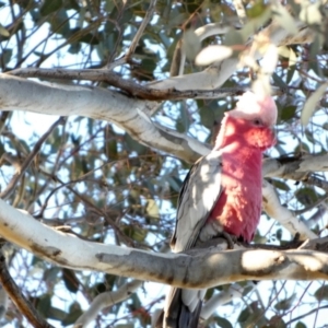 Eolophus roseicapilla at Queanbeyan West, NSW - 7 Jul 2022 08:48 AM