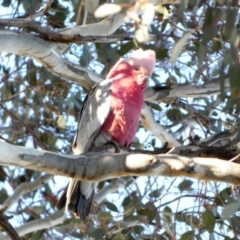 Eolophus roseicapilla at Queanbeyan West, NSW - 7 Jul 2022 08:48 AM