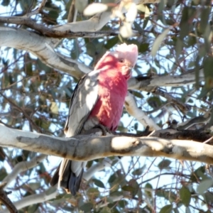 Eolophus roseicapilla at Queanbeyan West, NSW - 7 Jul 2022 08:48 AM