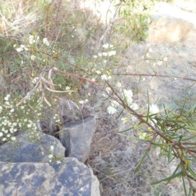 Acacia genistifolia (Early Wattle) at Bicentennial Park - 5 Jul 2022 by Paul4K