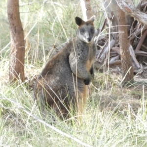 Wallabia bicolor at Borough, NSW - 8 Jul 2022