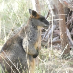 Wallabia bicolor at Borough, NSW - suppressed