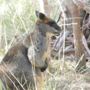 Wallabia bicolor at Borough, NSW - 8 Jul 2022