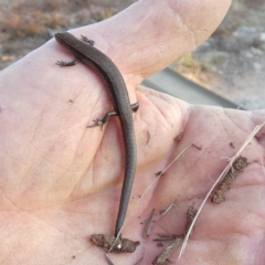 Lampropholis delicata (Delicate Skink) at Borough, NSW - 14 Jul 2022 by Paul4K