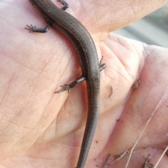 Lampropholis delicata at Borough, NSW - 14 Jul 2022