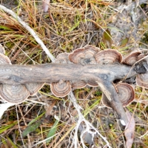 Xylobolus illudens at Borough, NSW - suppressed