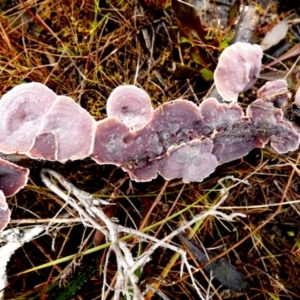 Xylobolus illudens at Borough, NSW - suppressed