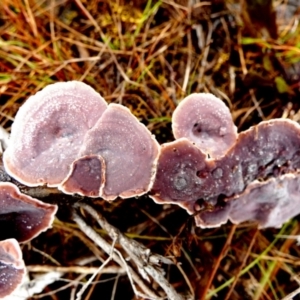 Xylobolus illudens at Borough, NSW - suppressed