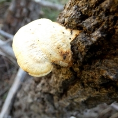 zz Polypore (shelf/hoof-like) at Borough, NSW - 14 Jul 2022 by Paul4K