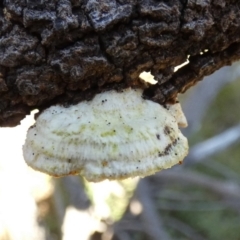 zz Polypore (shelf/hoof-like) at Borough, NSW - 15 Jul 2022 by Paul4K