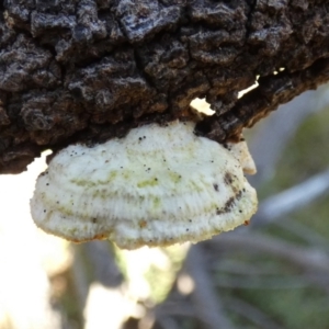 zz Polypore (shelf/hoof-like) at Borough, NSW - 15 Jul 2022