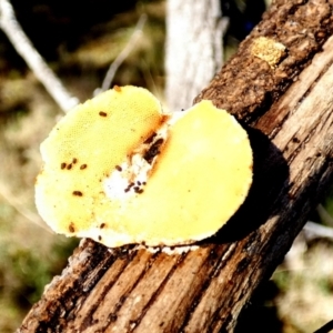 zz Polypore (shelf/hoof-like) at Borough, NSW - 15 Jul 2022