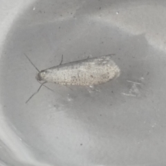 Lepidoscia (genus) ADULT (A Case moth) at Boro - 15 Jul 2022 by Paul4K