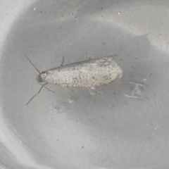 Lepidoscia (genus) ADULT (A Case moth) at Borough, NSW - 16 Jul 2022 by Paul4K