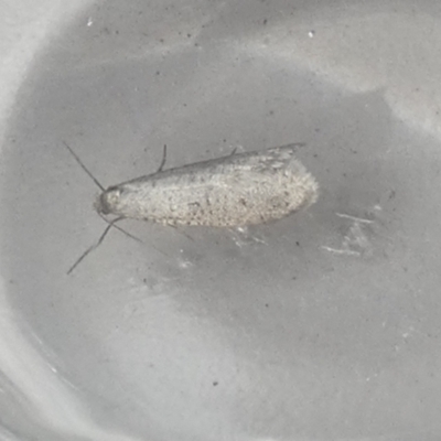 Lepidoscia (genus) ADULT (A Case moth) at Borough, NSW - 16 Jul 2022 by Paul4K