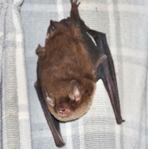 Vespertilionidae (family) at Mongarlowe, NSW - suppressed