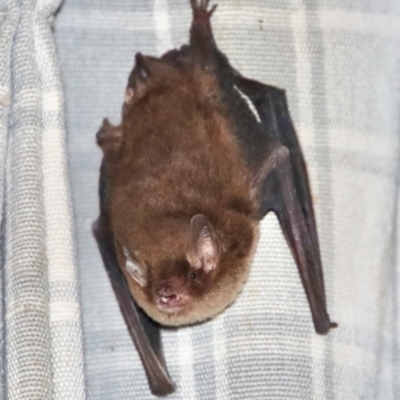 Vespertilionidae (family) (A microbat) at Mongarlowe, NSW - 16 Jul 2022 by LisaH