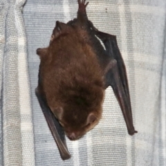 Vespertilionidae (family) at Mongarlowe, NSW - suppressed