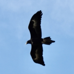 Aquila audax at Bibbenluke, NSW - 17 Jul 2022 03:13 PM