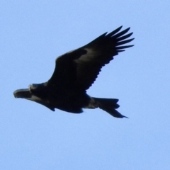 Aquila audax at Bibbenluke, NSW - 17 Jul 2022 03:13 PM