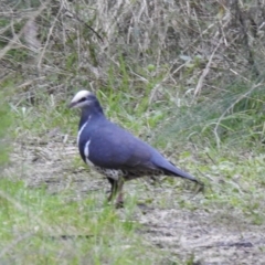 Leucosarcia melanoleuca (Wonga Pigeon) at Mallacoota, VIC - 16 Jul 2022 by GlossyGal