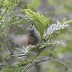 Gerygone mouki (Brown Gerygone) at Mallacoota, VIC - 16 Jul 2022 by GlossyGal