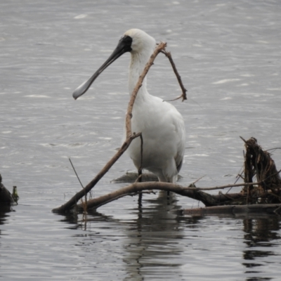 Platalea regia (Royal Spoonbill) at Mallacoota, VIC - 15 Jul 2022 by GlossyGal